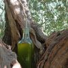 Bottiglia olio Bottiglia olio