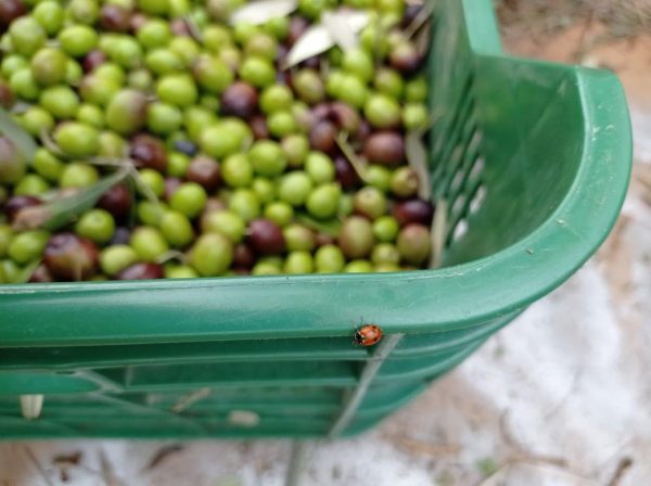 Coccinella Coccinella