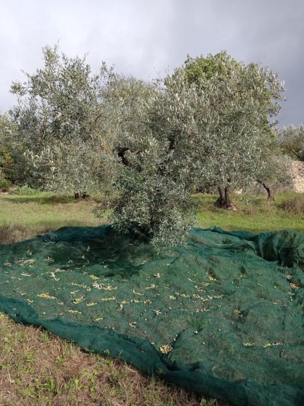 Olivo Olivo