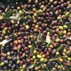 Olive Olive