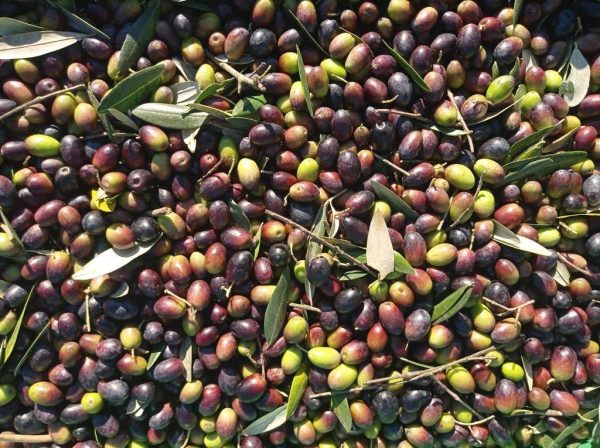 Olive Olive